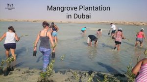 mangrove plantation in Dubai