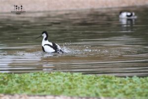 Pied avocet at Wasit Bird Sanctuary