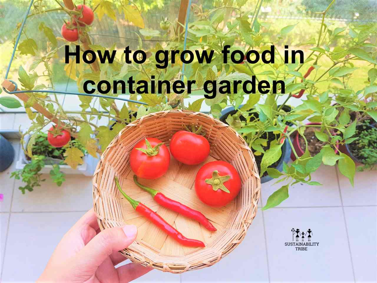 top ways of growing food in container garden sustainability tribe 