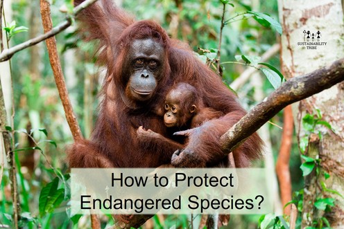 How can you protect endangered species? | Sustainability Tribe