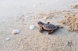 Mini Turtles – The Botanist Dubai